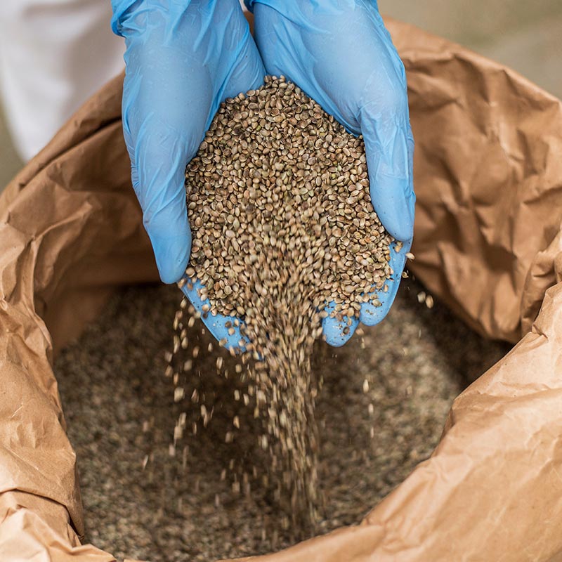 Person wearing latex gloves unpacks grain from bag in industrial area.