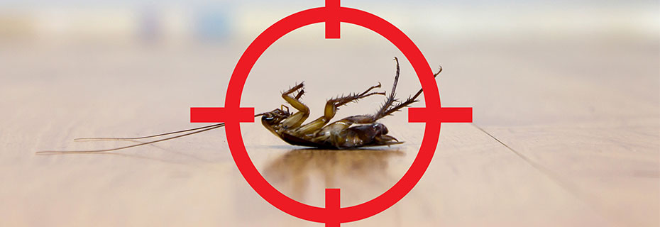 Effectieve bestrijding van insecten, muizen en ratten